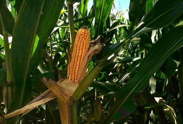 玉米成熟期又分为乳熟期,蜡熟期和完熟期.