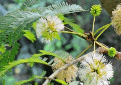 臭菜学名叫羽叶金合欢,浑身长刺,既非树亦非藤更非草,植株嫩叶可食,它