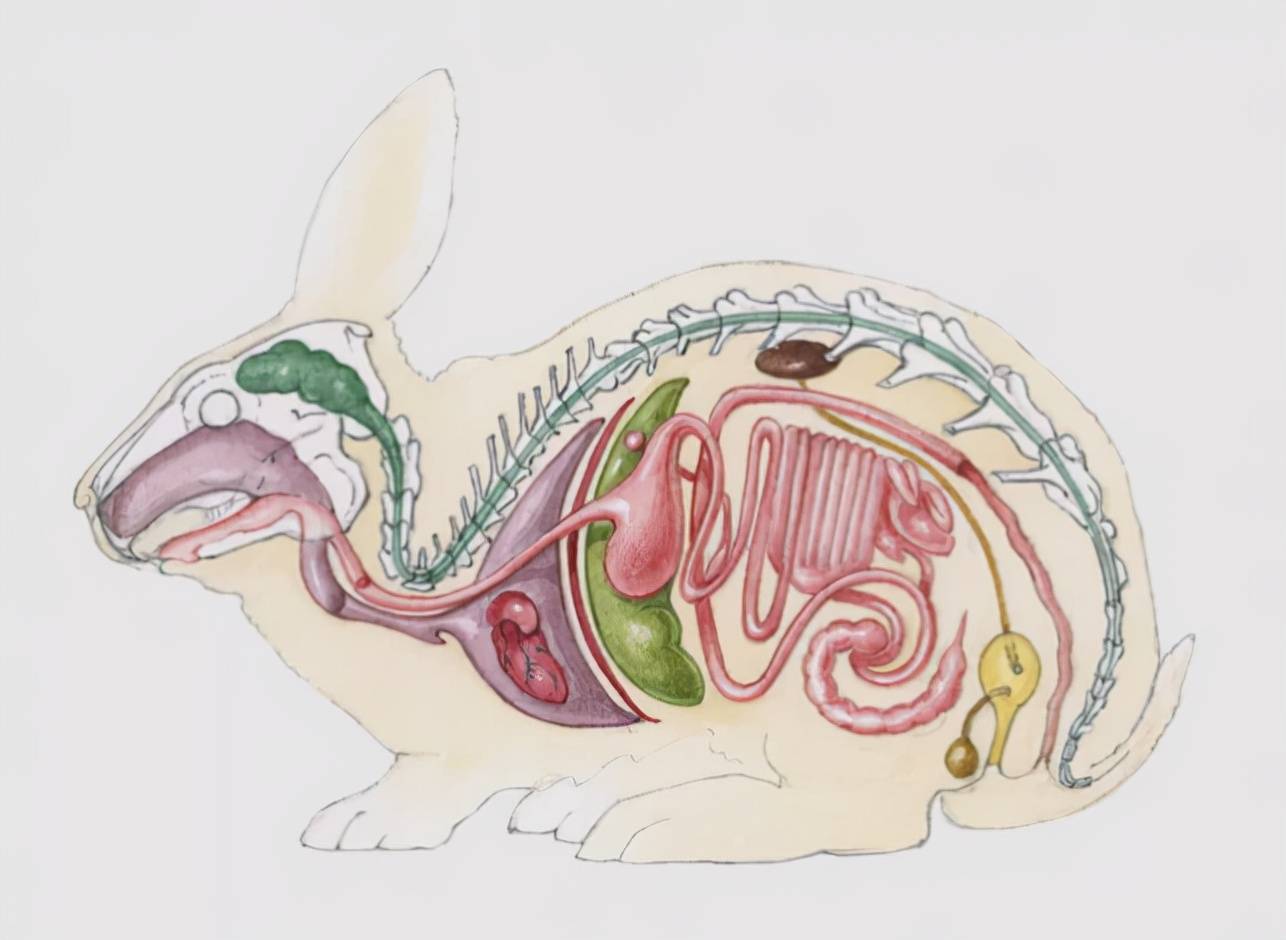 动物们都有哪些器官系统?_骨骼肌_细胞_氧气