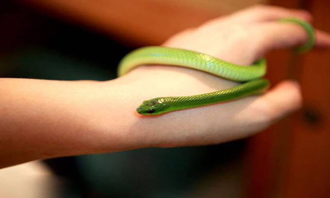 不要再用这些错误的方法区分蛇类是否危险了_毒蛇_我国_毒液