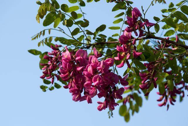 一样是槐花,"紫色"和"白色"有啥区别?