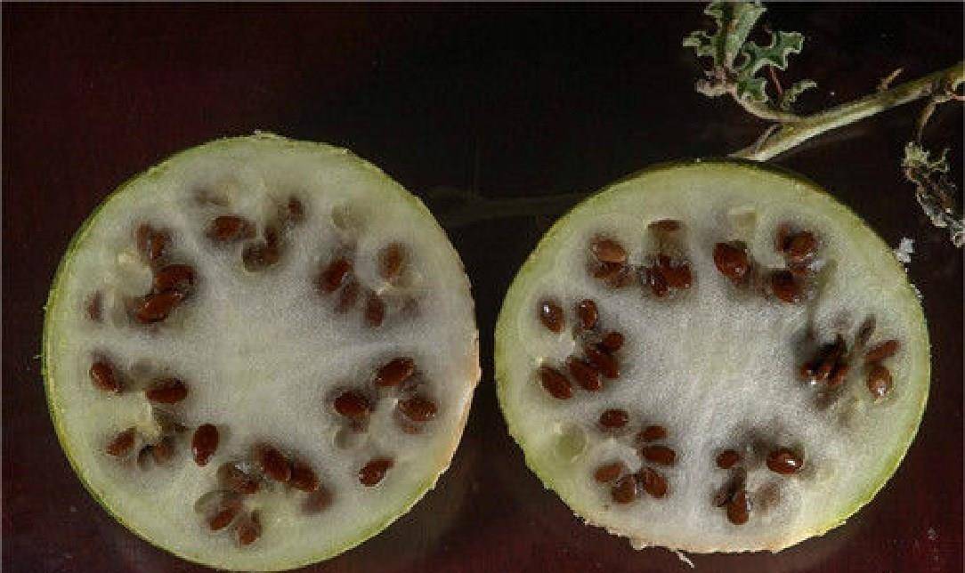 药西瓜剖面若是在沙漠中,或者是野外见到了这些,最好还是直接绕着走