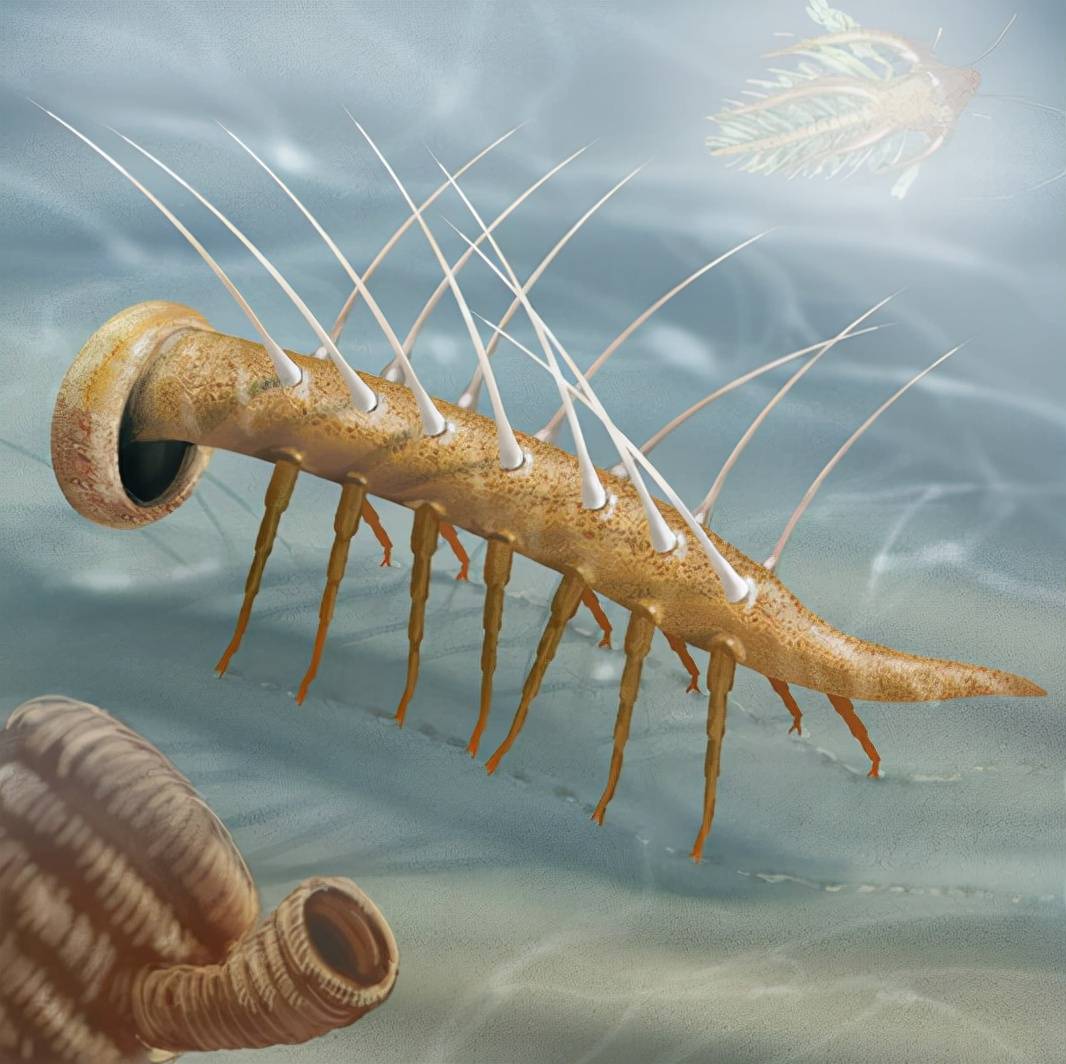 古代生物加拿大虫图片