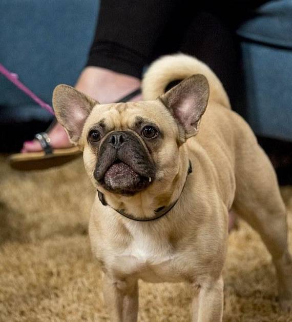 一个母亲坦白道:比丈夫和儿子,她更爱她的狗_angela_狗狗_安吉拉