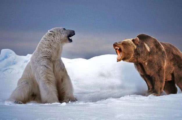北美野牛vs北美棕熊图片