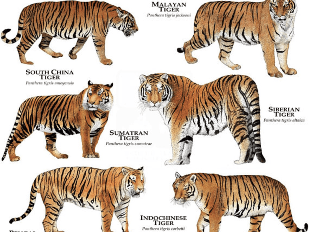 全球野生老虎分布图图片
