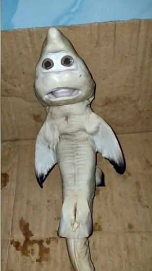 原创34张诡异的生物图单眼双瞳鲨鱼只有一只眼睛却有两个瞳孔