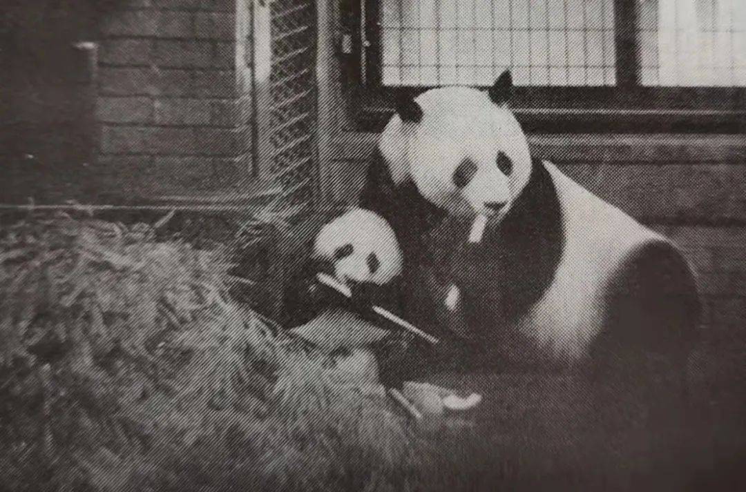 “动物友好使者”熊猫的故事_兰兰_上野_康康