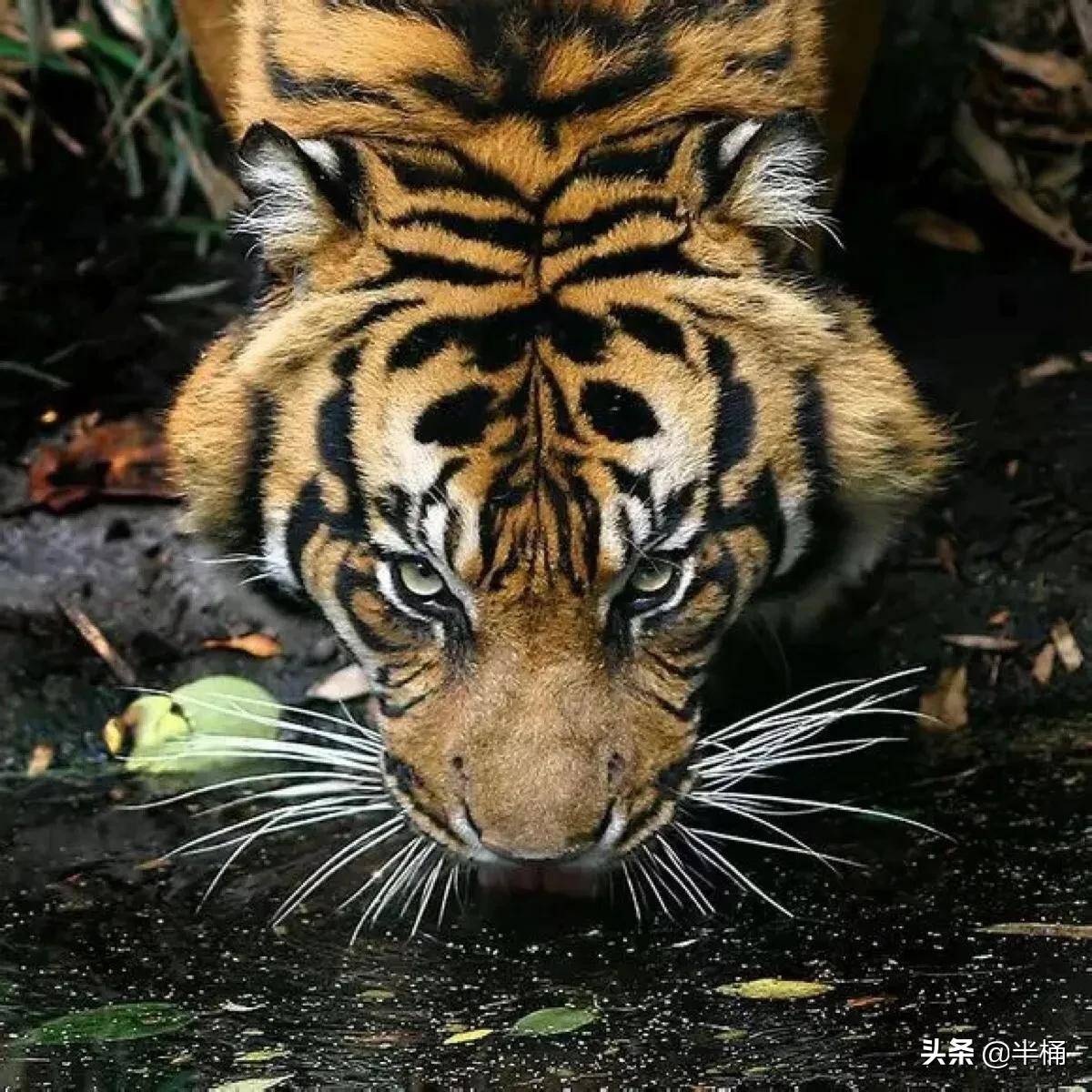 知道真相後心疼母老虎_雌虎_獵物_時間