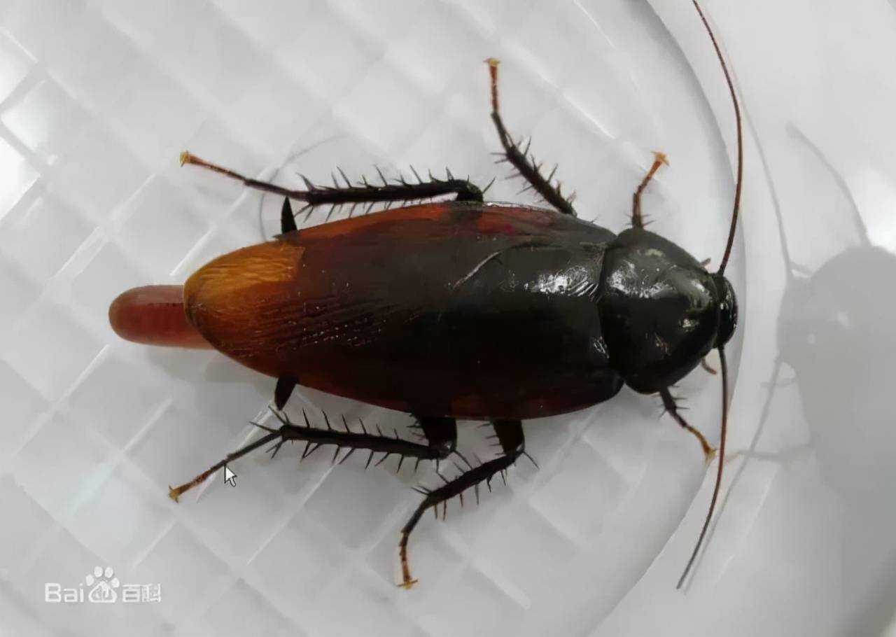 它就是打不死的_蟑螂_rems_生物