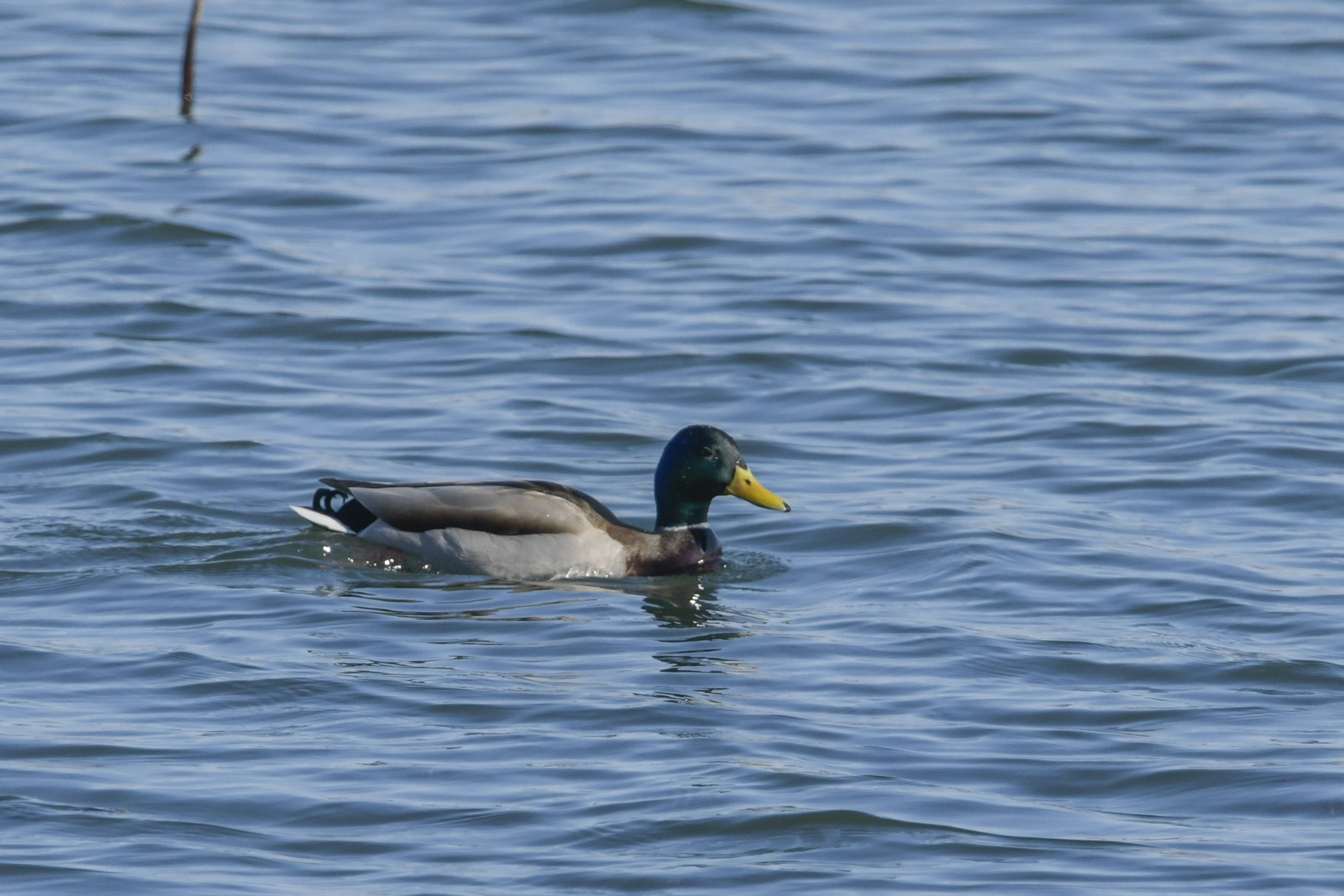 春天的颐和园迁徙水鸟的乐园