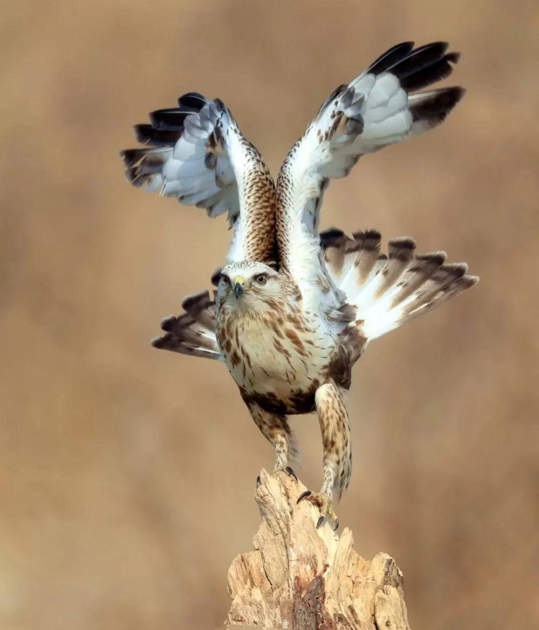 原创猛禽鸟类世界中的战斗机空中的王者