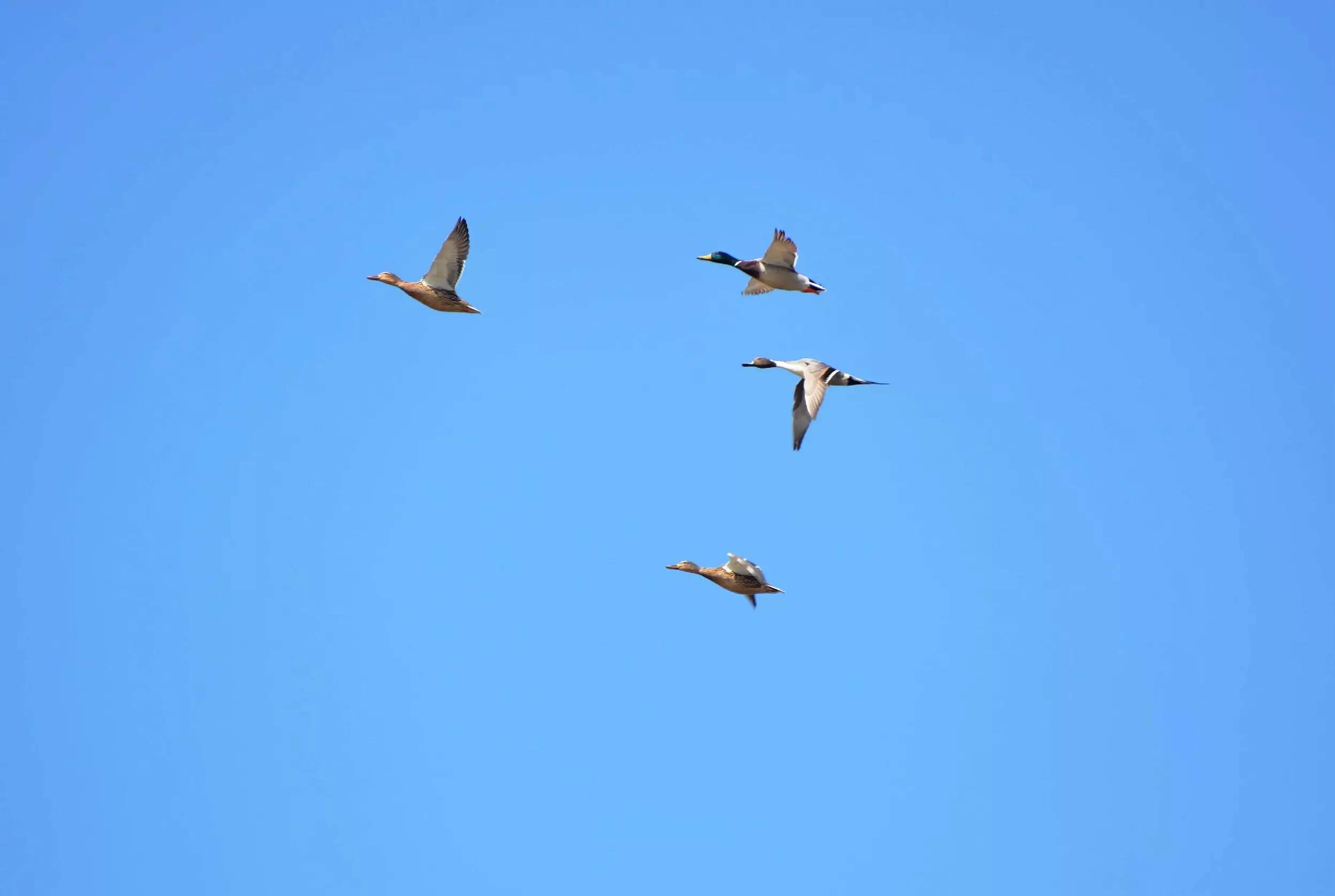 原创针尾鸭现身安徽巢湖半岛国家湿地