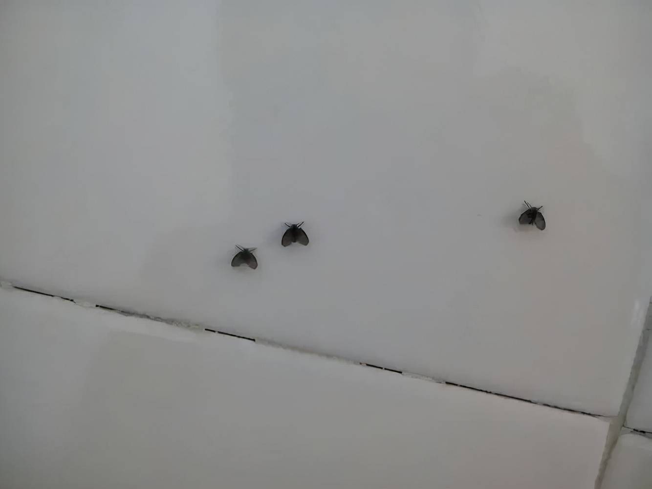 外表看着不起眼,可它的危害超乎你想象_病菌_蚊子_苍蝇