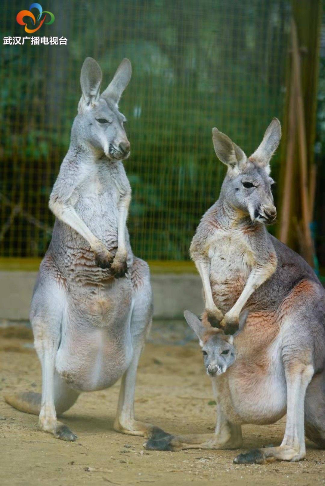 原創武漢動物園的袋鼠寶寶出袋了