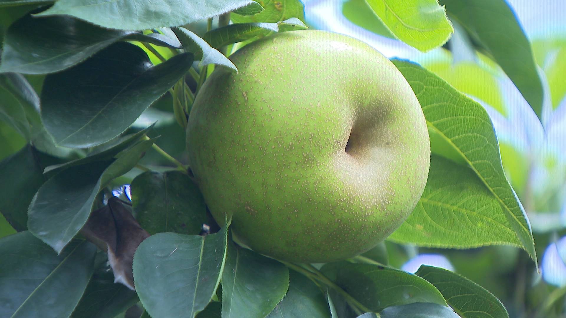 汁水多品相好苏州吴江同里五月田有机农场翠冠梨马上上市