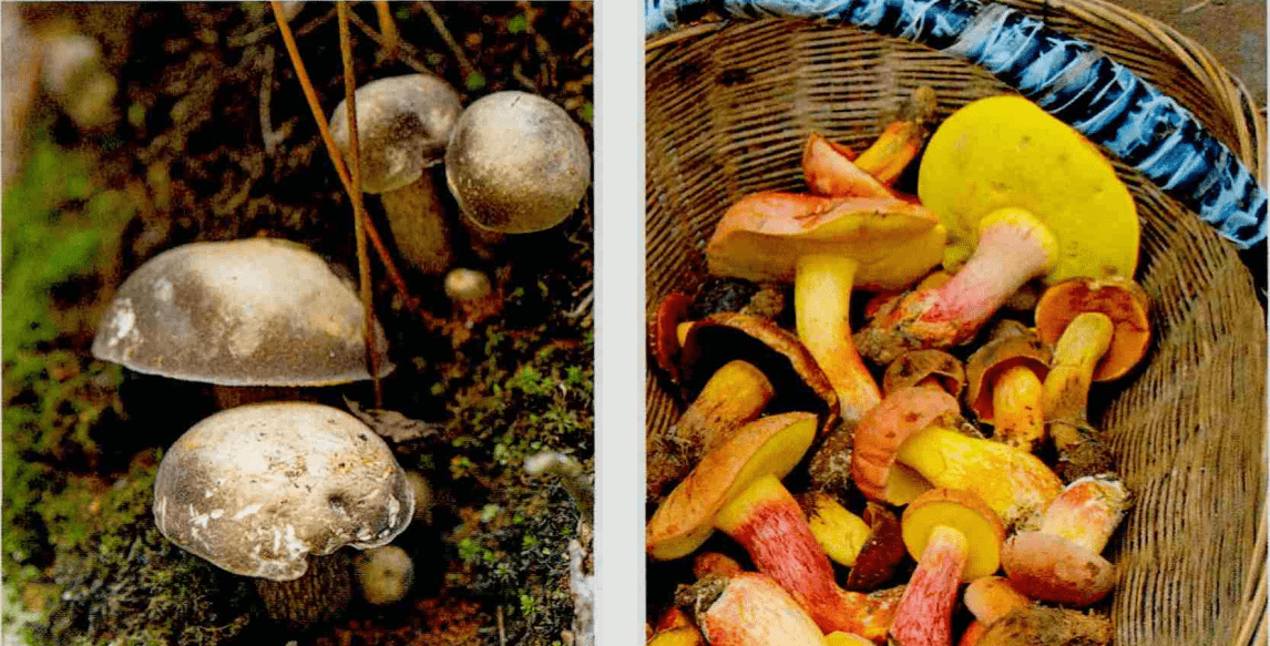 原创致幻蘑菇见手青让你在现实中看见虚拟小人它对大脑有何影响