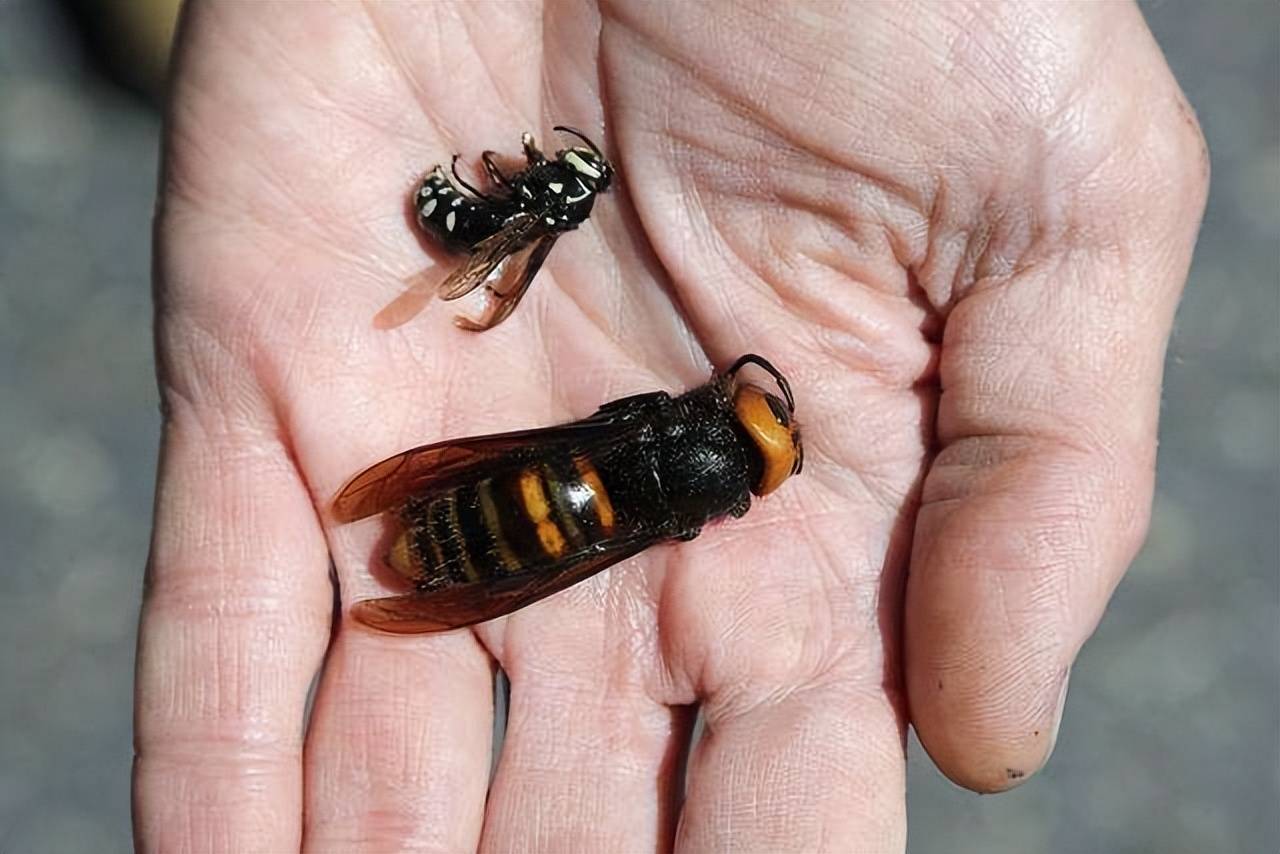 原创恐怖杀人蜂三针蛰死一头牛