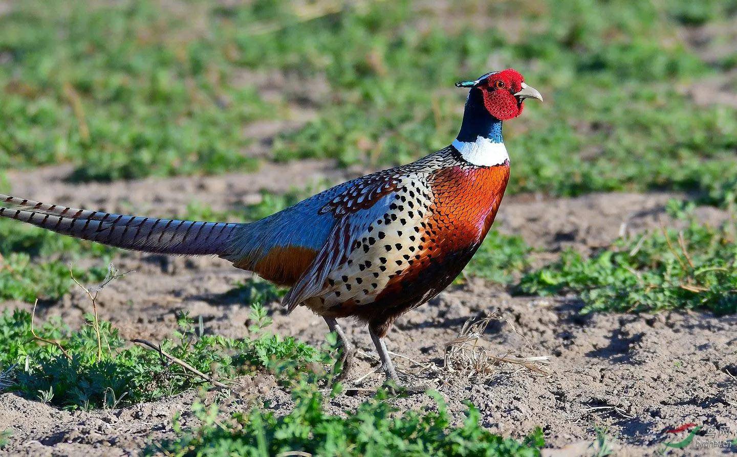 原创美丽的雉科动物图片欣赏是你意想不到的漂亮禽类