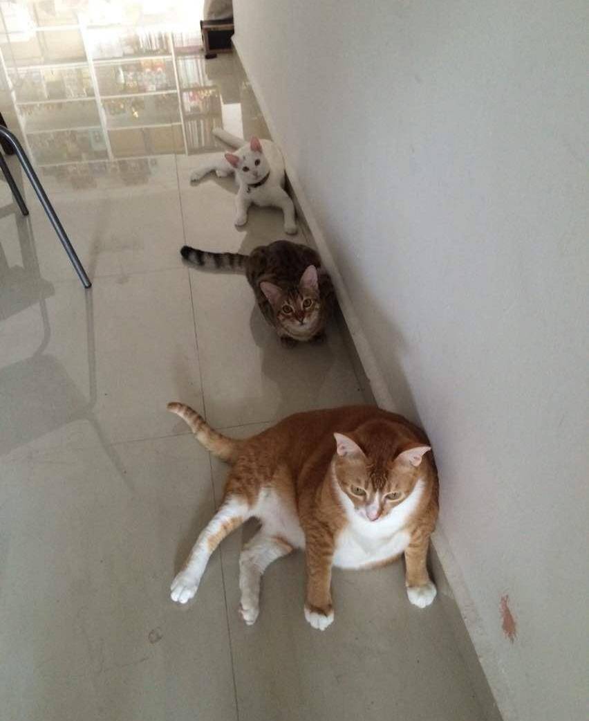 原创肥猫和瘦猫同框没有对比就没有伤害