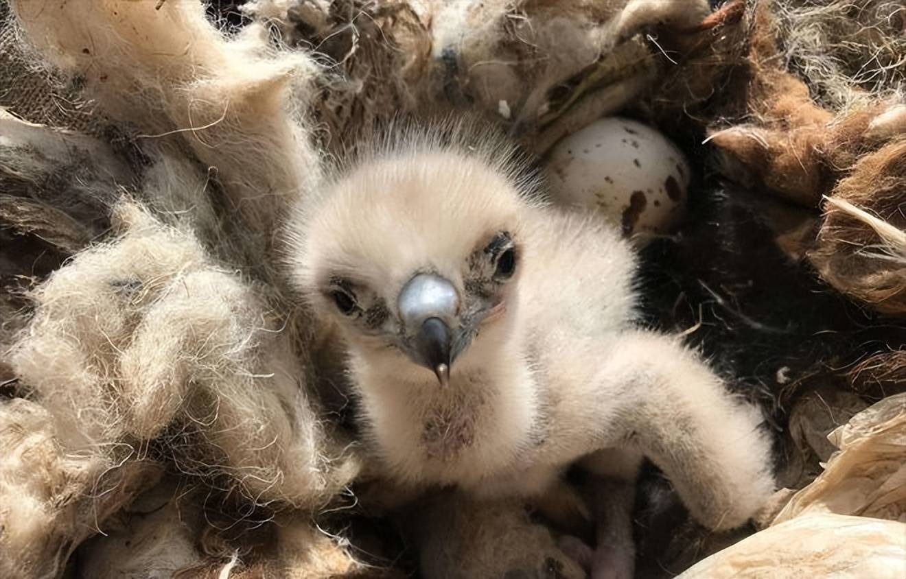 两人偷偷将幼鸟烹炸食用了,没想到痔疮一点没见好,反而时常遭到金雕的