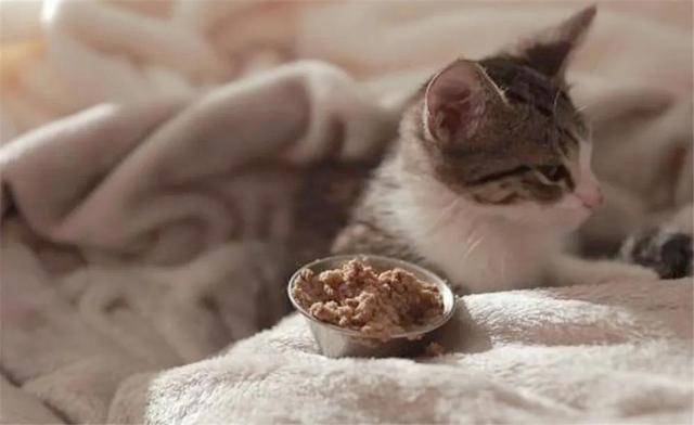 "把猫咪关在家里2周时间,猫咪饿死了"_猫砂_另外一个_养猫