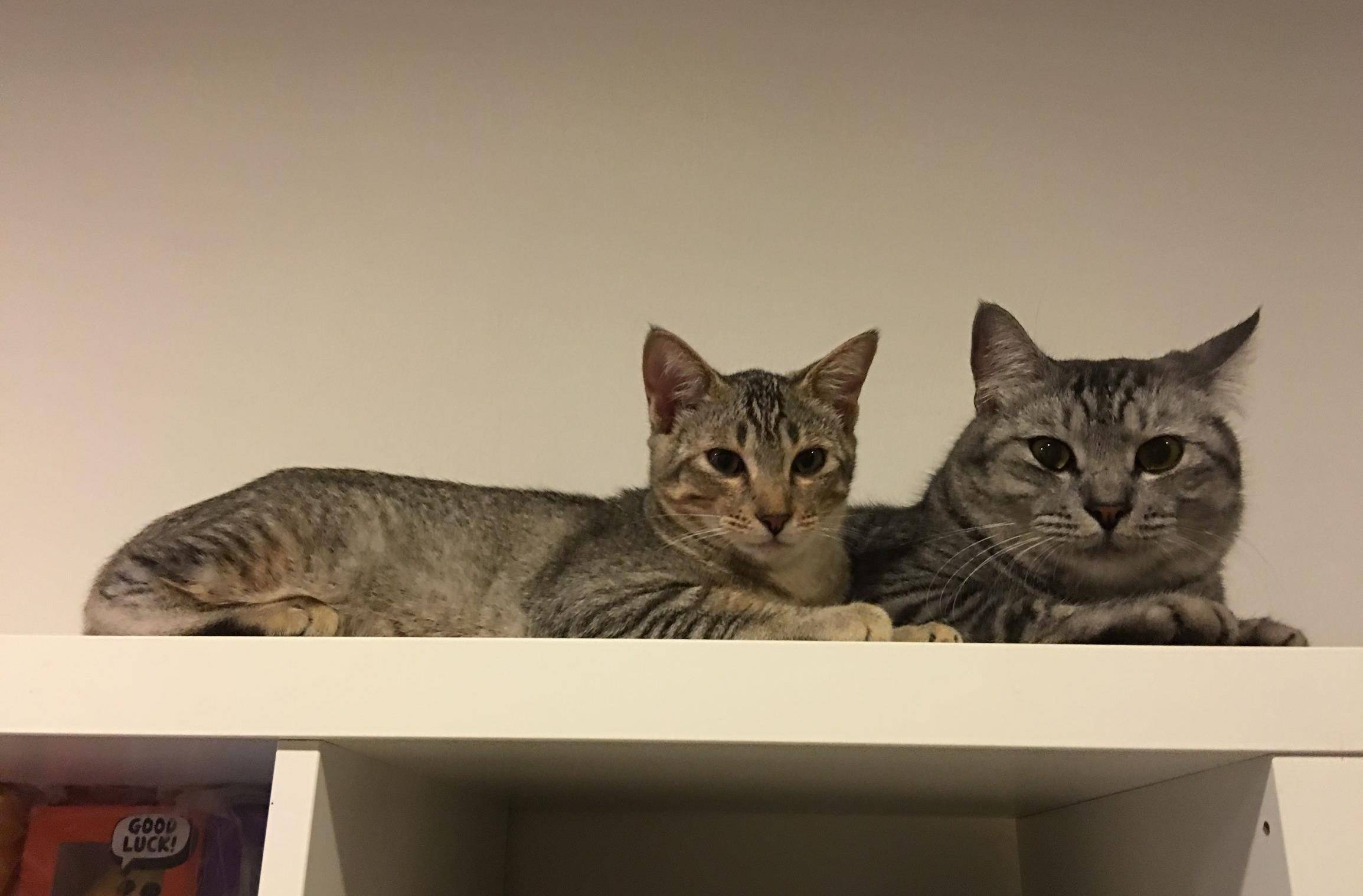 原创肥猫和瘦猫同框没有对比就没有伤害