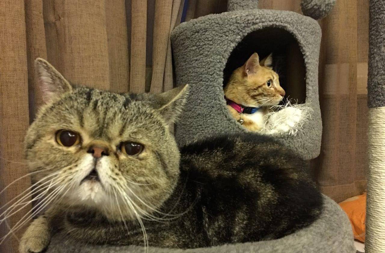 原创肥猫和瘦猫同框没有对比就没有伤害