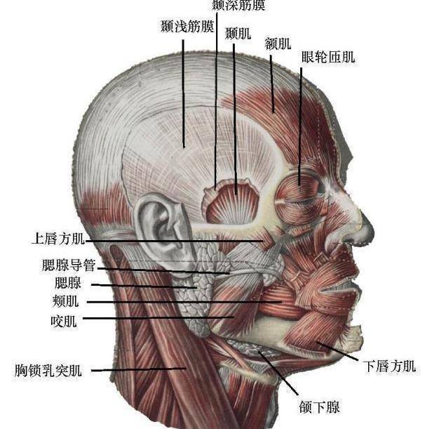 脸部侧面肌肉图片