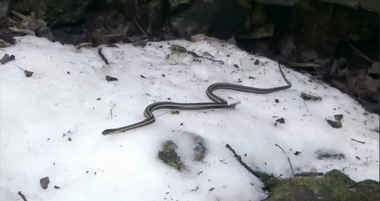 原创冬蛇出洞真的是地震征兆吗海城75级地震前为何蛇集体出洞