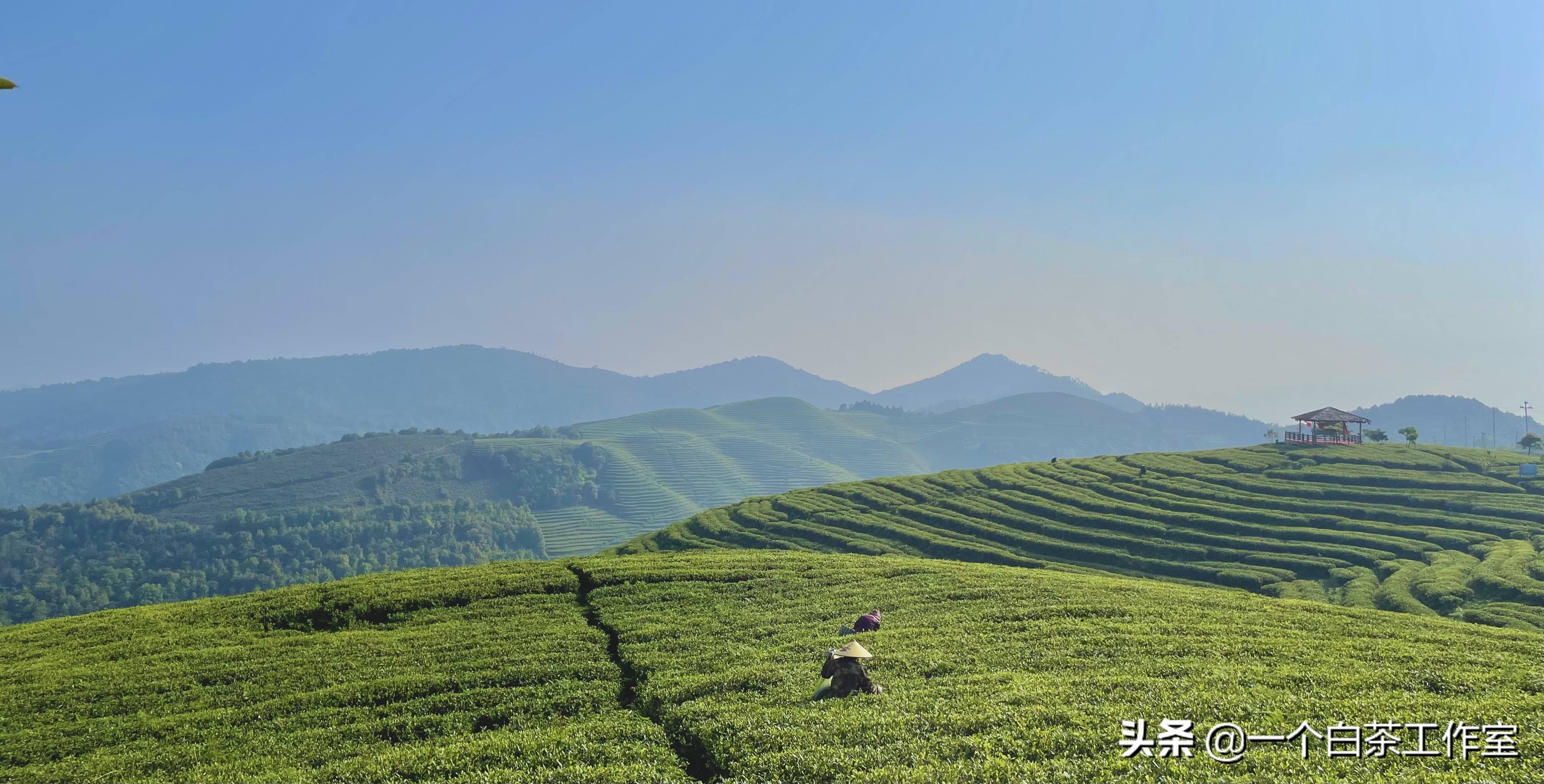 福鼎白茶太姥山核心产区品读赵佶的《大观茶论》,能让我们感受到宋朝