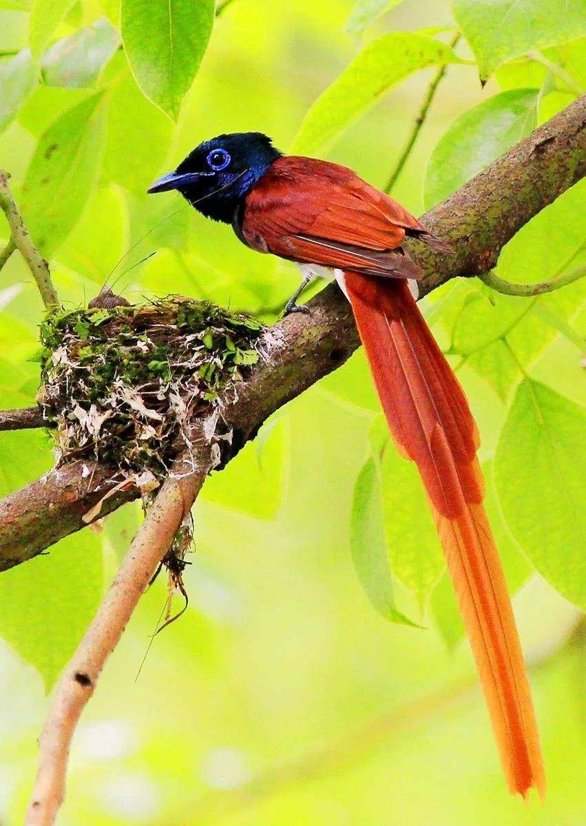林子大了什么鸟都有,这些灵动秀逸千姿百态的鸟你见过了吗?
