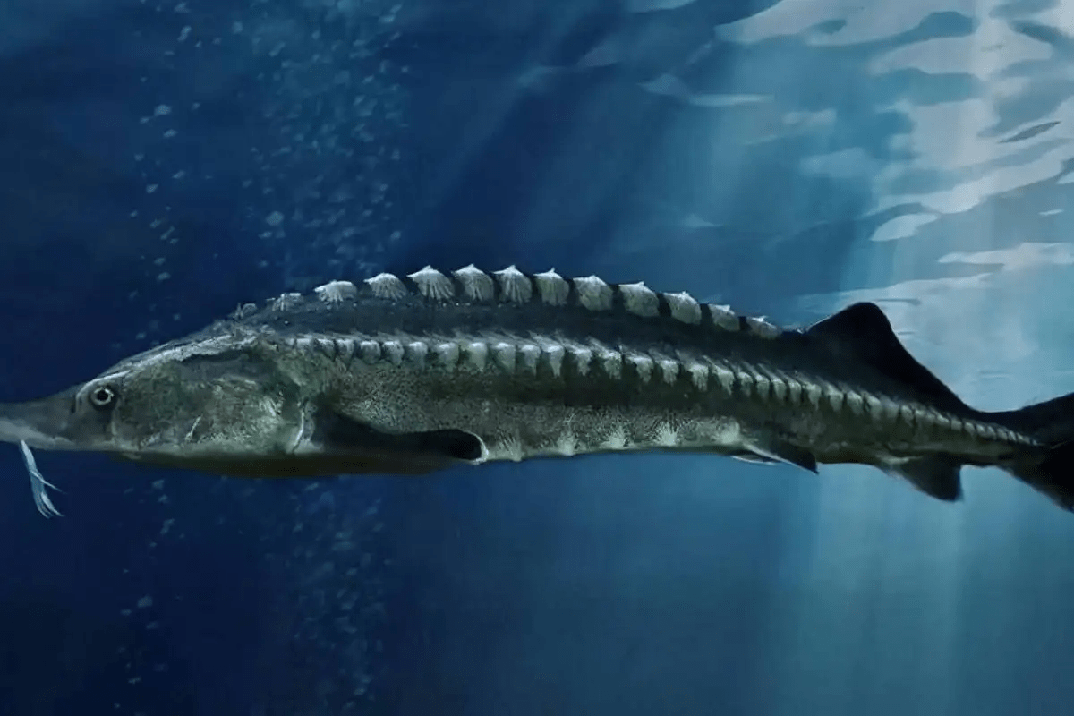 原创23万尾中华鲟放归长江38年放流700万尾放流的中华鲟去哪了