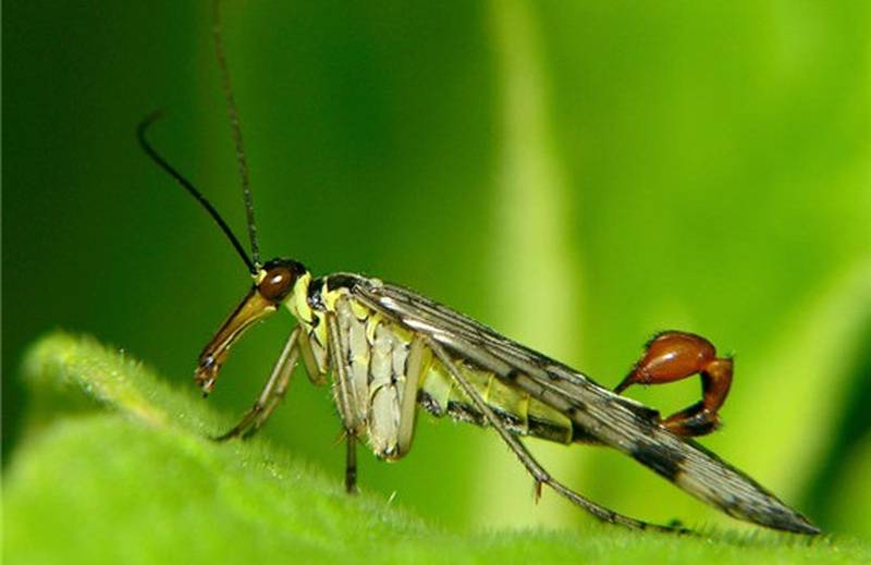 更新了地球上10种最奇怪的虫子_蝎子_毛毛虫_昆虫