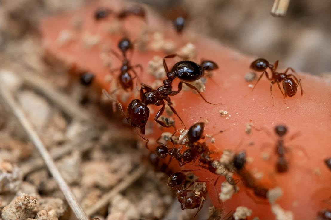 你看到的"红火蚁"照片,很可能都是错的