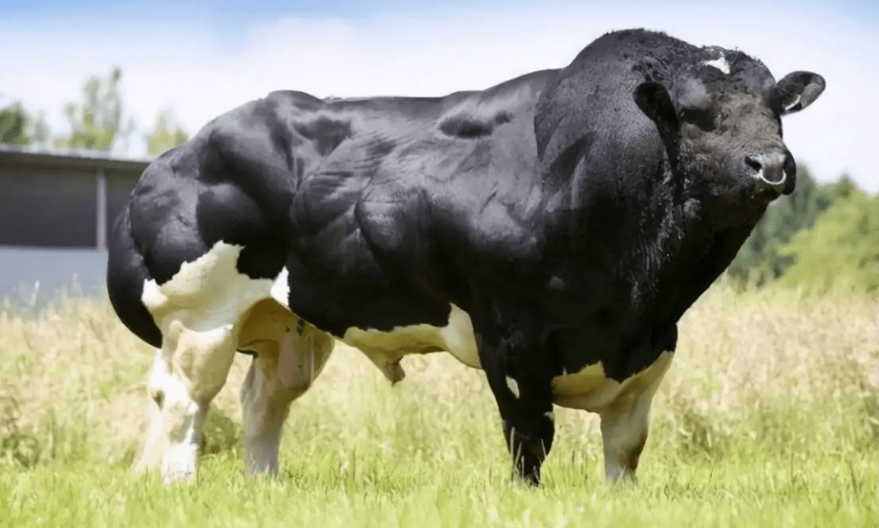 为了吃它的肉,人类开始干预自然繁育,比利时蓝牛越强壮越受罪_动物_食