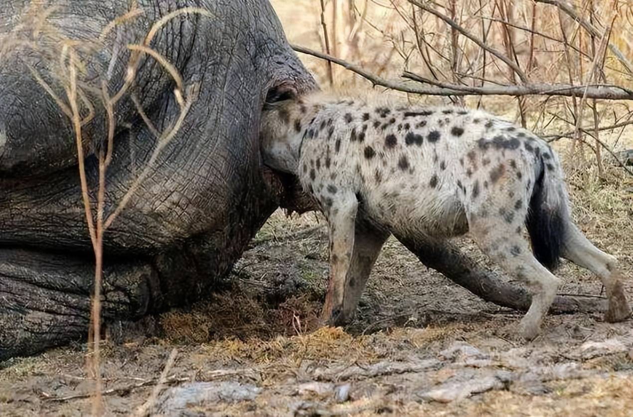 为何非洲二哥斑鬣狗喜欢掏肛,为何面对掏肛,猎物则静止不动