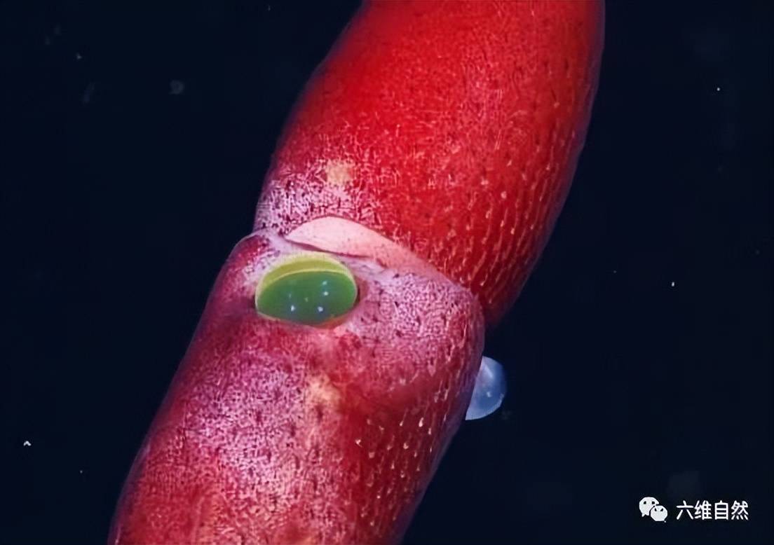原创国外发现草莓色的乌贼两只眼睛像宝石一大一小且一蓝一黄绿色