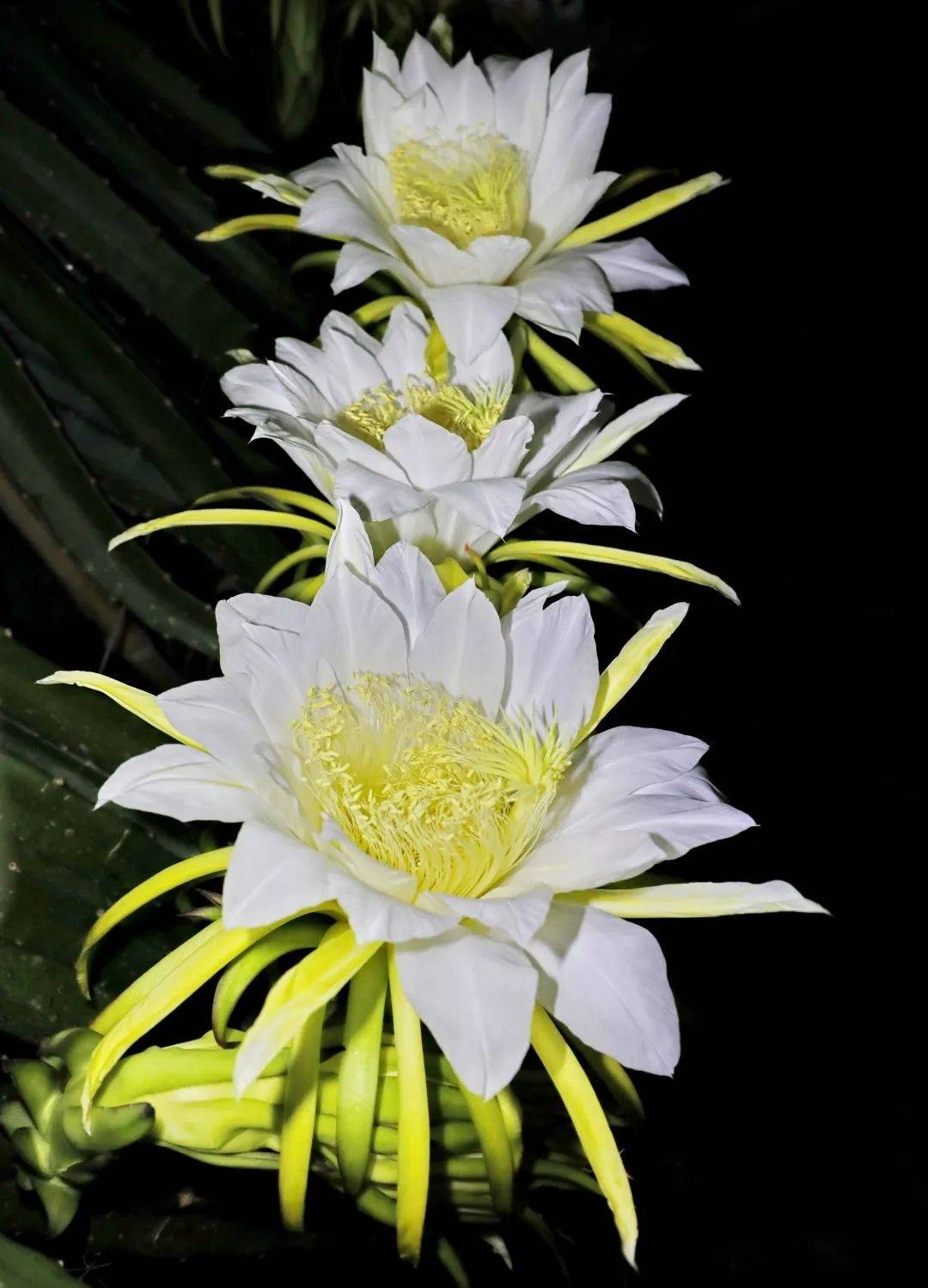 吃过火龙果 但你见过它开花的样子吗 授粉 种植 金山区