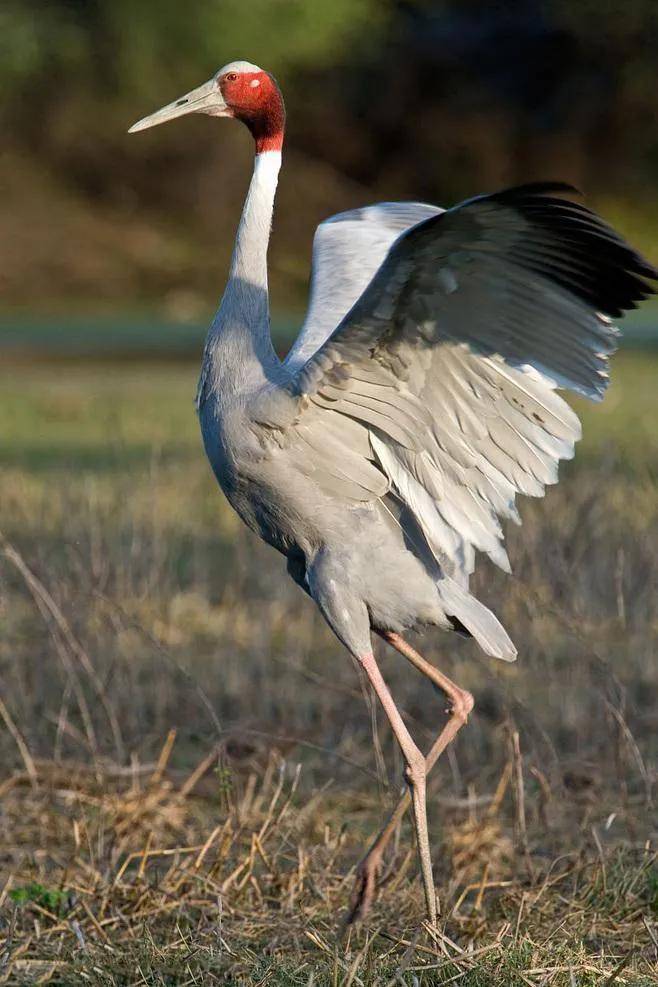 仙气飘飘优雅高贵的仙鹤,白鹤,灰冠鹤等鹤类欣赏_古代_丹顶鹤_象征