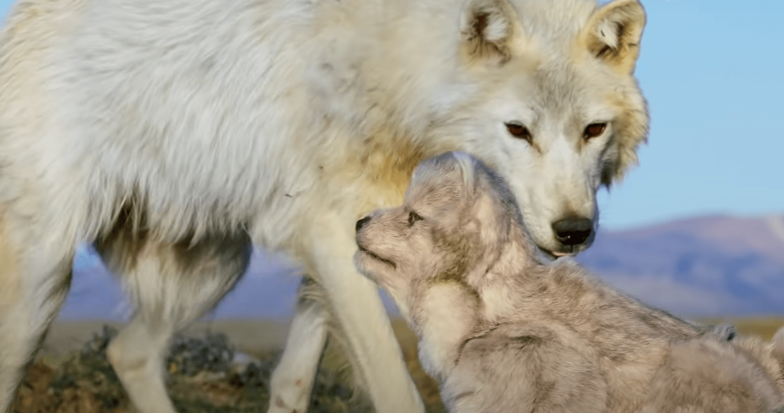 狼妈妈面对"机械狼崽子"的奇怪举动,证实了狼到底有多聪明