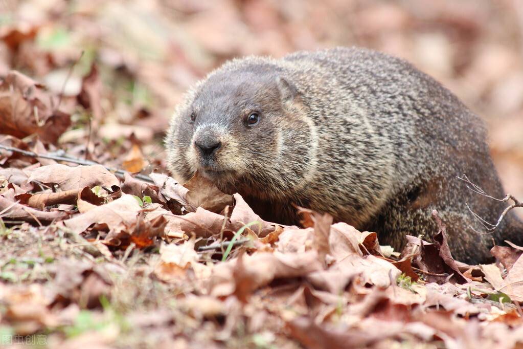 东北异物志之差点杀死百万人的土拨鼠