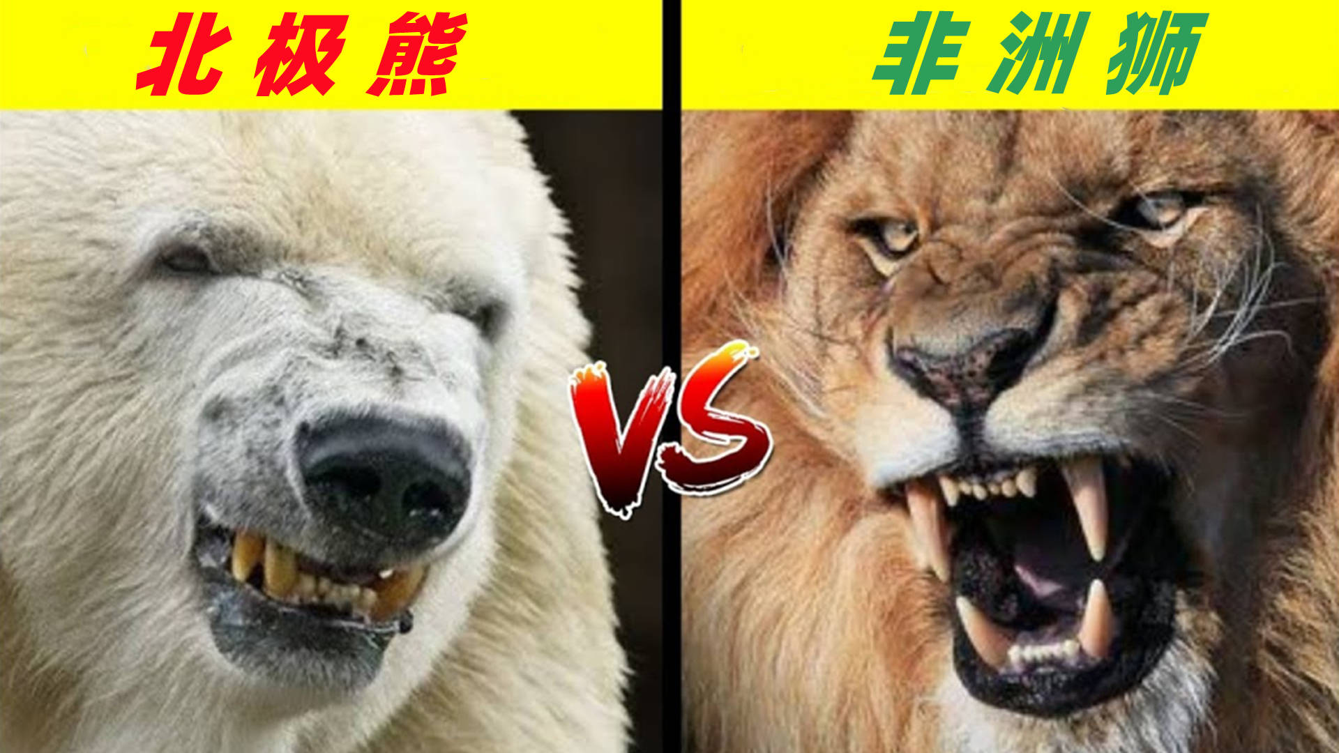 原创非洲狮vs北极熊如果猫科一哥单挑熊科老大谁会笑到最后呢
