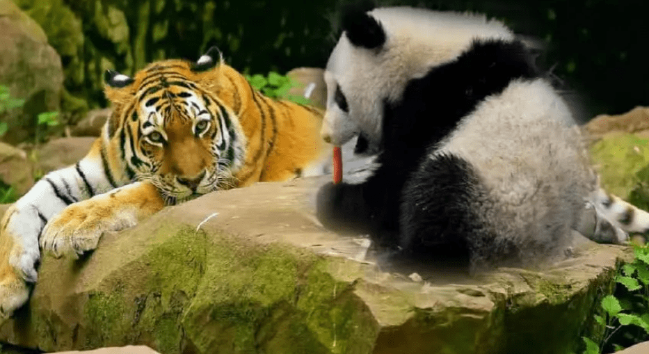 老虎和狮子为什么不捕食大熊猫呢?是因为打不过吗?_生活_竹子_人类