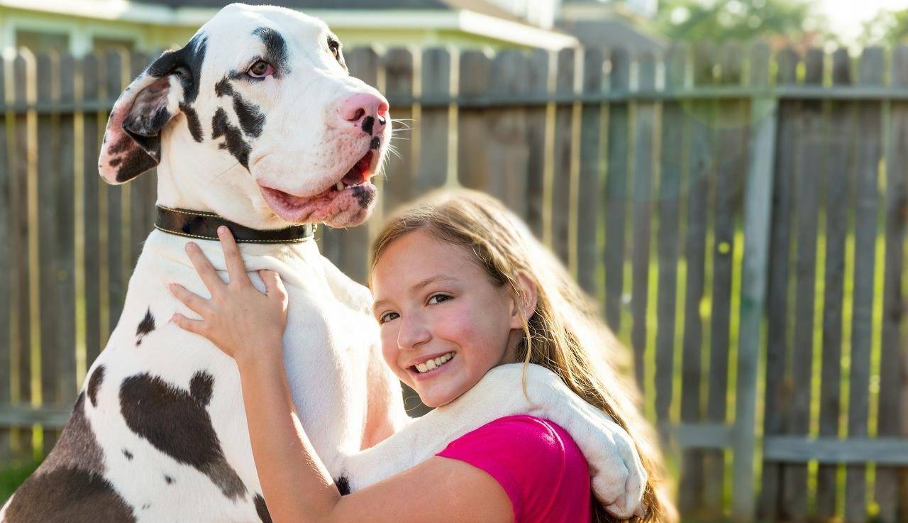 狗界6大 巨无霸 你见过几个 高加索 圣伯纳 藏獒