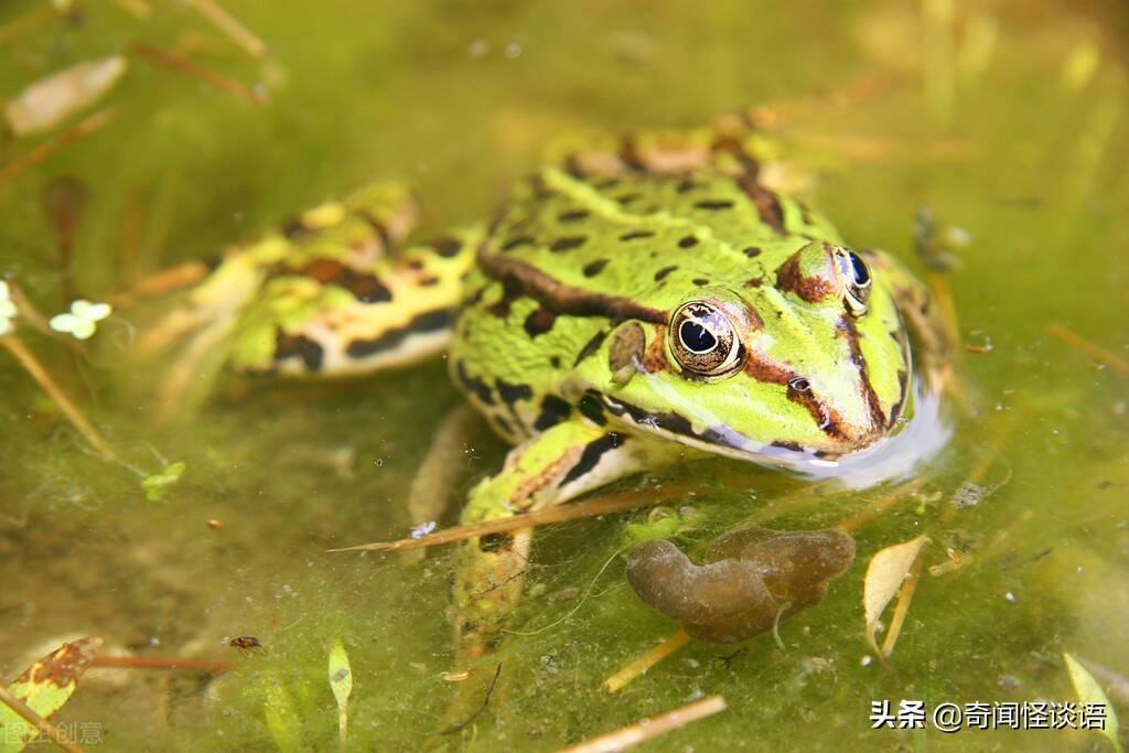 这次更惊人,数万只青蛙露出长牙,相互吞食,水田里的蛙声响成一片,震耳