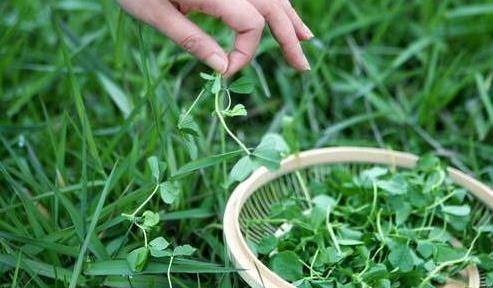 不再摘野菜吃了,今天小編就帶大家回憶一下小時候我們吃過的幾種野菜