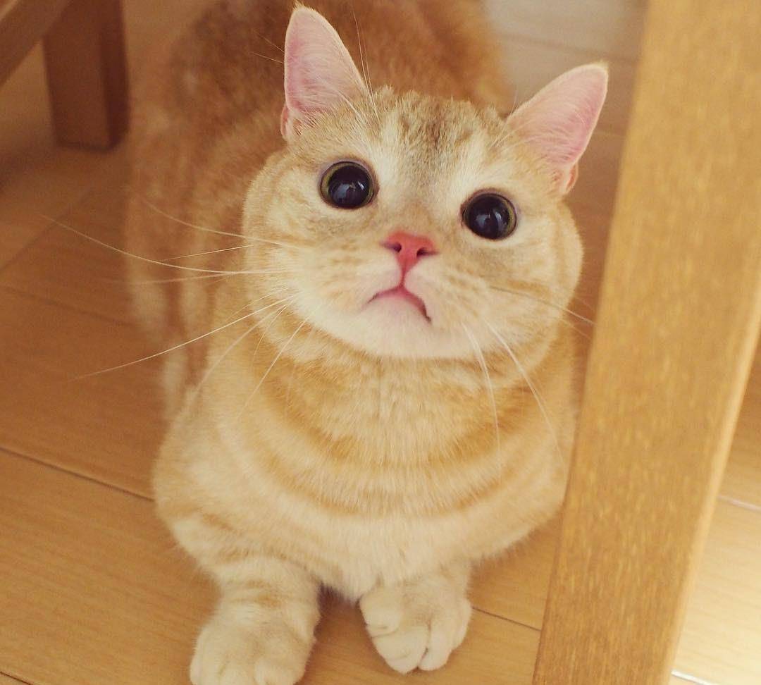 原创橘猫这种生物为什么都是又呆又萌又贱呢