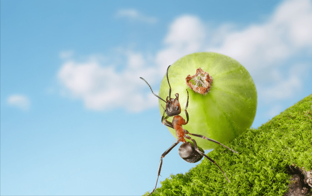 一般来说,小动物在咬人,螫刺或割伤时没有大动物有那么大的力量,这算