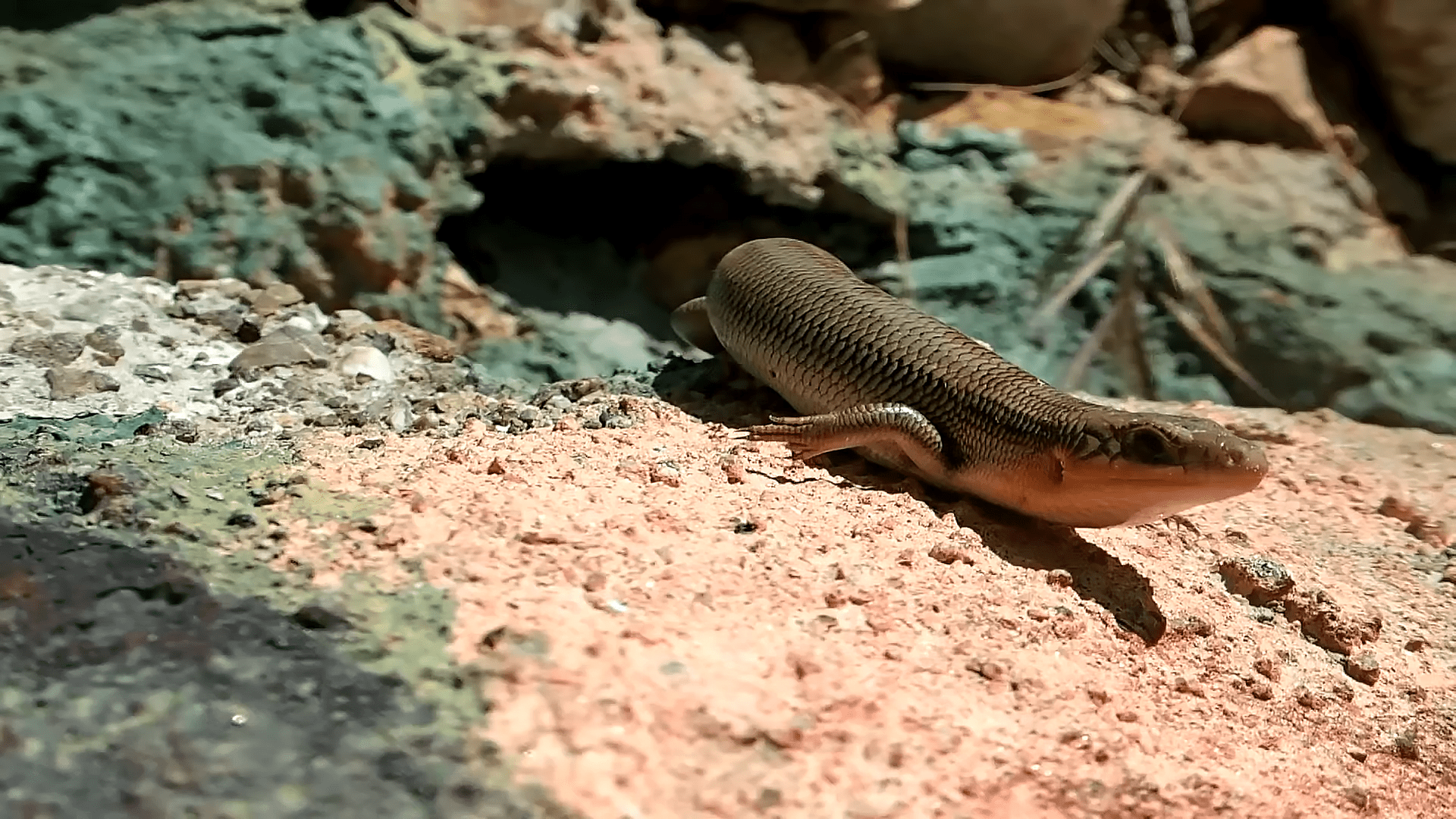 原创农村常见的狗婆蛇喜欢晒太阳见人就跑它对人是否有危害